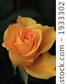 玫瑰 1933302