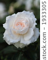 玫瑰 1933305