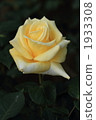 玫瑰 1933308