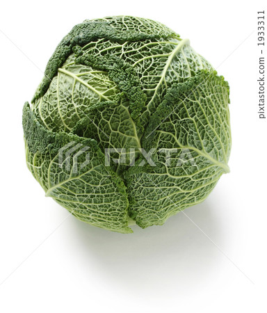 Savoy cabbage 1933311