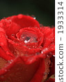 玫瑰 1933314