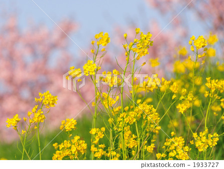 春天的顏色 春天的顏色 1933727