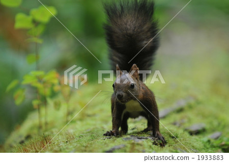 Genki Ezoris on green Genki Ezoris on green 1933883