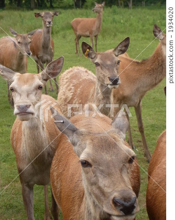 A herd of deer 1934020