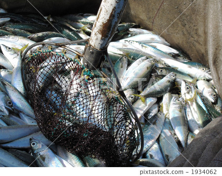 脂眼鯡 脂眼鯡 1934062