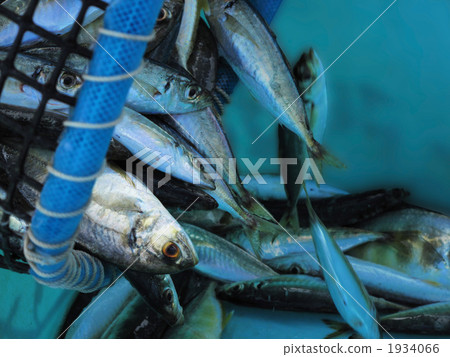 Urushiwashi Urushiwashi 1934066