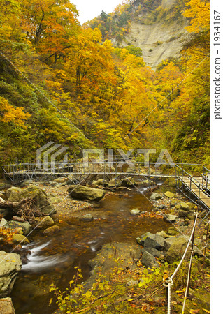 青森白神山地體河 1934167