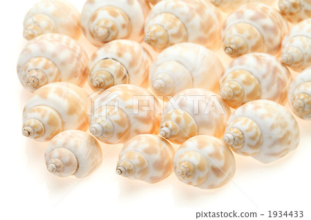 Seashell 1934433