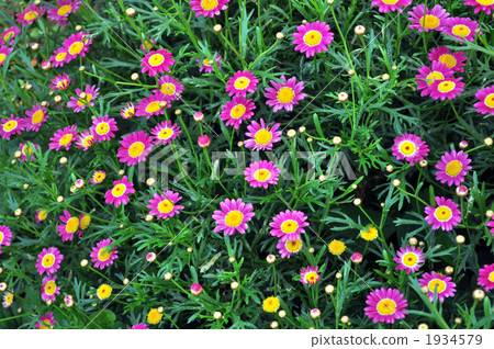 marguerite, bloom, blossom 1934579