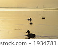Early morning Lake Utonai late autumn 1934781