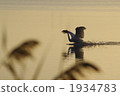 Early morning Lake Utonai Autumn 1934783