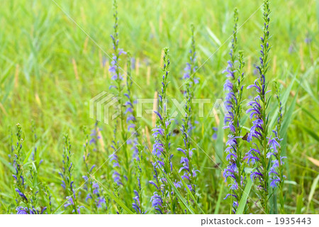 箱根的Sawafili花 箱根的Sawafili花 1935443