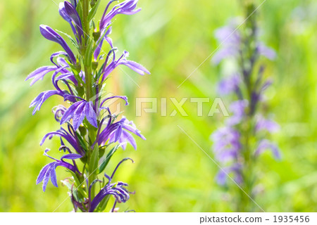 箱根的Sawafili花 1935456