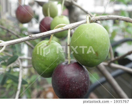 olive, botanic, fruit 1935767