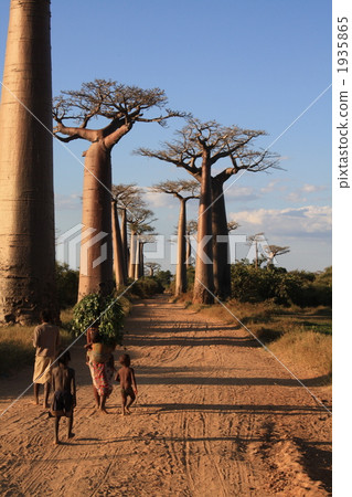 Baobab Highway 1935865