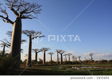 Baobab Highway 1935891
