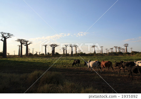 Baobab Highway 1935892