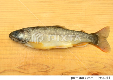 燒烤 嘉魚 淡水魚 1936011