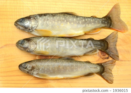 char, charr, freshwater fish 1936015