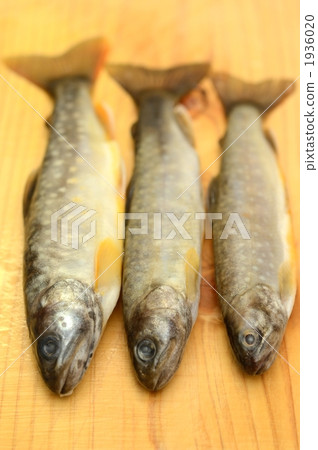 char, charr, freshwater fish 1936020