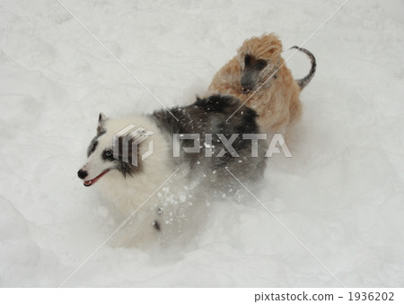 Shelty and Afghan 1936202