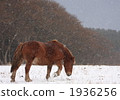 Cold horse 3 1936256