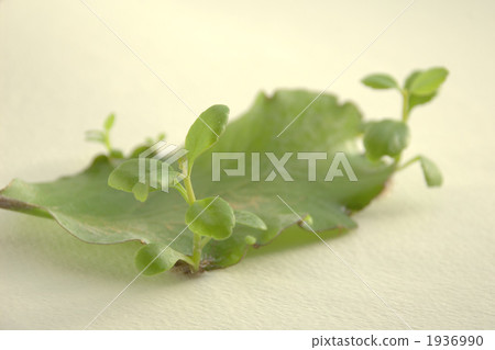 Mother leaf Mother leaf 1936990
