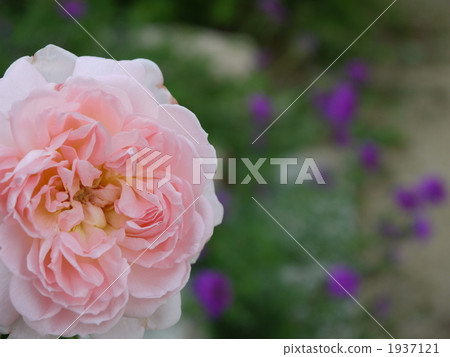 Sharifa Asuma Sharifa Asuma 1937121