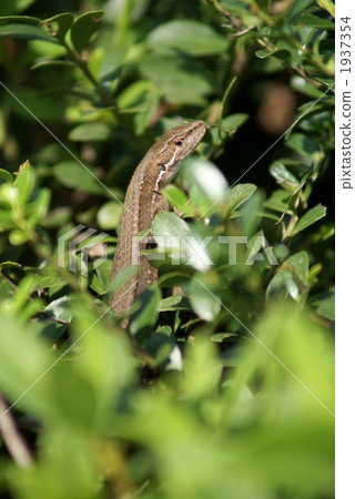 日本愛蛇 1937354