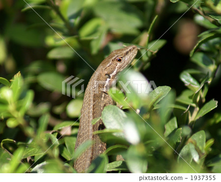 Japan Love snake 1937355