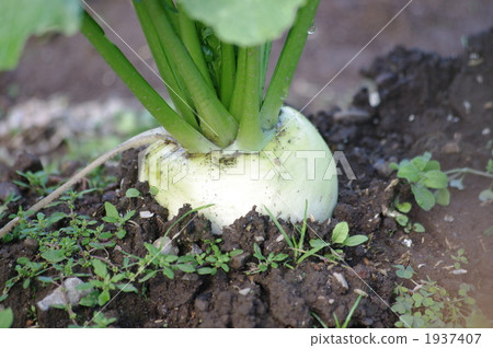 Growing cod roe 1937407