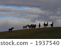 Horses on the hill 1937540
