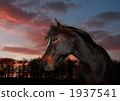 Twilight horse 1937541