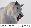 Yawning horse 1937544
