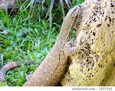 Australian lizard 1937583