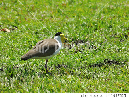 masked lapwing, wild bird, bird 1937625