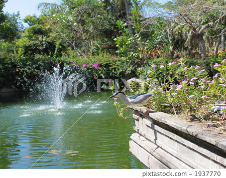 池塘 鹹水湖 噴泉 1937770