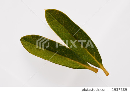 平戶杜鵑花葉 1937889