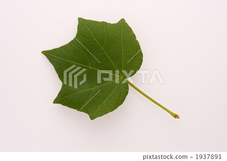 Swiftfish的葉子 1937891