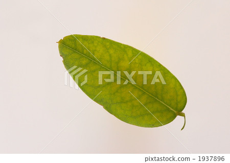 恩吉的葉子 1937896