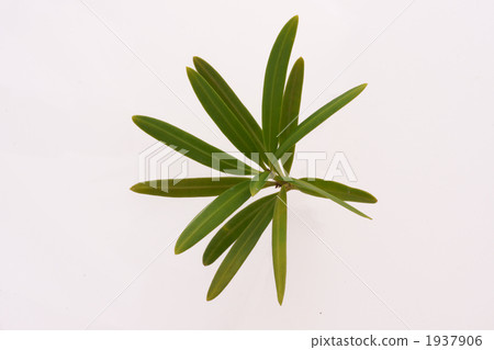 Inumaki leaves 2 Inumaki leaves 2 1937906
