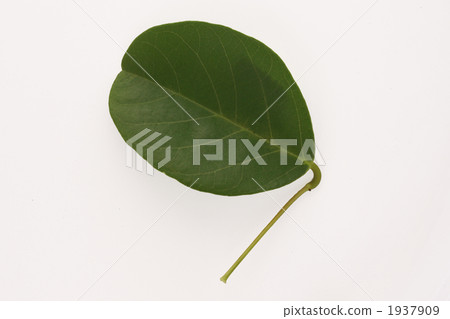 Leaves of American Dego Leaves of American Dego 1937909