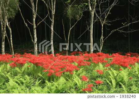 Manjshary Blooms Satoyama Manjshary Blooms Satoyama 1938240