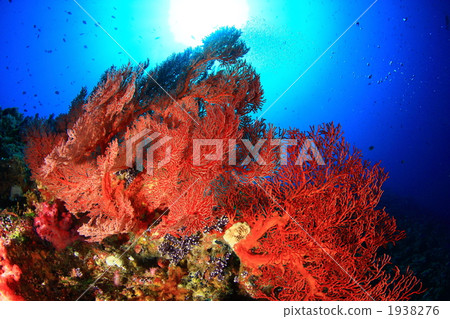 開花在海的花 1938276