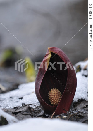 Zen meddling grass skunk cabbage Zen meddling grass skunk cabbage 1938618