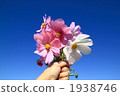 Cosmos bouquets 1938746