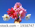 Cosmos bouquets 1938747