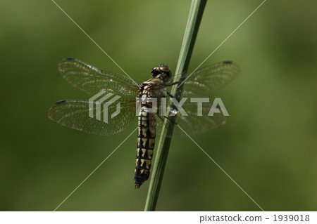 A female of Harada Ritobo 1939018