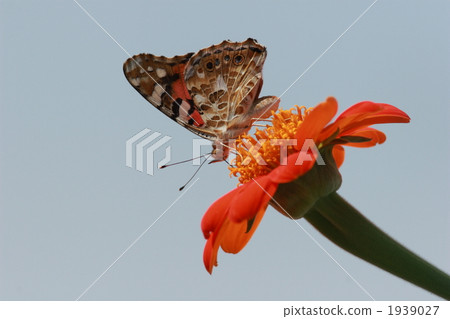 Bees to taste 1939027