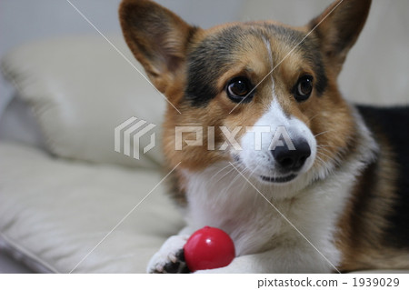 ball ball 1939029